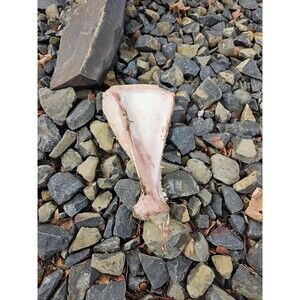 RARE Large WILD Horse Scapula Shoulder Bone Equine Washington State Eastern Wa